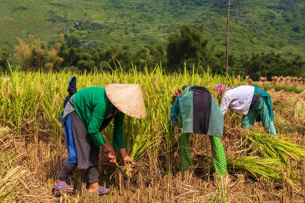 Agricoltori irriconoscibili che raccolgono riso nella provincia di Ha Giang, distretto di Quan Ba. Vietnam del Nord . — Foto Stock