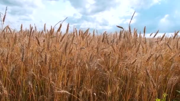 Пшеничне поле. Сонячний день з блакитним небом . — стокове відео