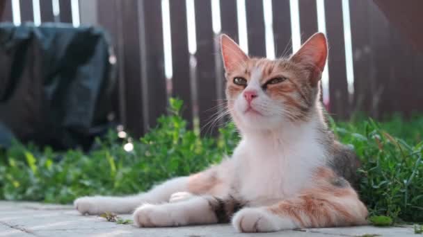 Pequeno gato deitado na rua no parque . — Vídeo de Stock