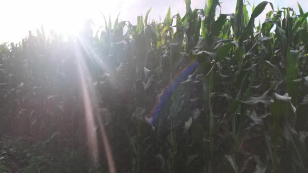 Green corn field with bright sun. — Stock Video