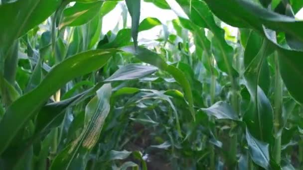 Go through the green corn field. Summer time. — Stock Video