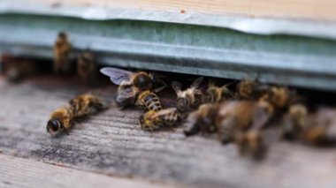 Arılar kovanın etrafında uçar ve kovanın içine nektar koyarlar. Yavaş çekim video. Yaz.