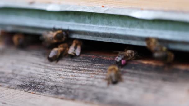 Las abejas vuelan alrededor de la colmena y ponen néctar dentro de la colmena. Vídeo en cámara lenta. Verano . — Vídeo de stock