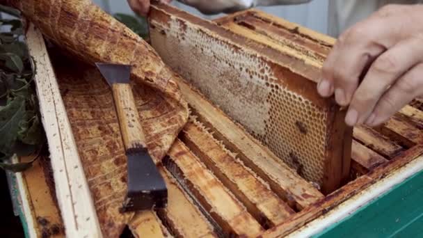 Biodlaren får en ram med honung från Hive. — Stockvideo