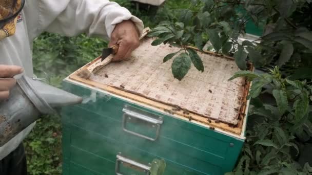养蜂人从蜂巢里得到一个装有蜂蜜的架子. — 图库视频影像