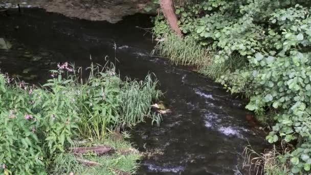나무와 잔디가 있는 작은 강. — 비디오