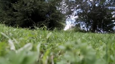 Ağaç ve gökyüzü ile Walk Green Grass Foot View izle.