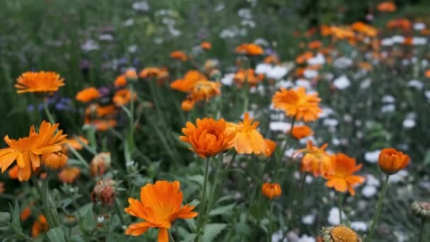 Πορτοκαλί λουλούδια σε πράσινο χωράφι. Φύση. — Αρχείο Βίντεο