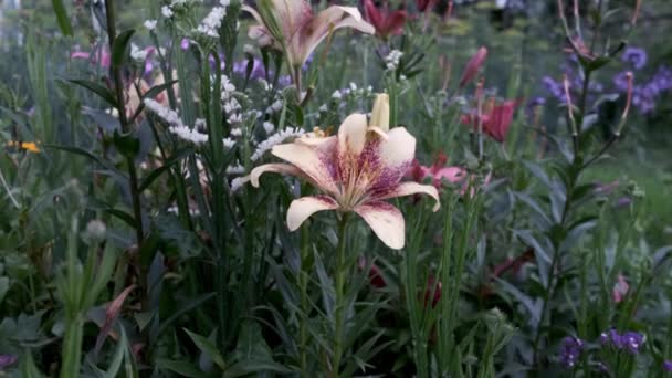Lily blomma med långa ståndare i trädgården. — Stockvideo