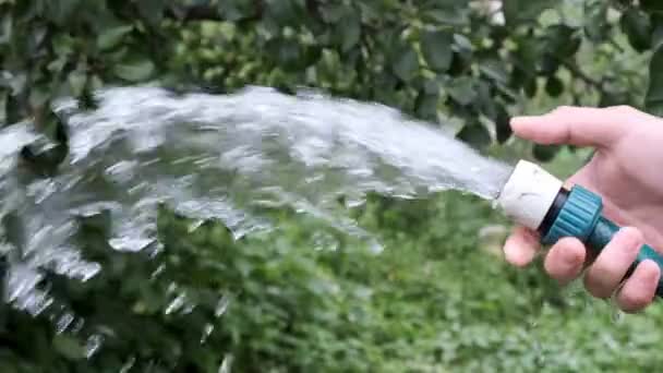 Drenken plant met water slang sprinkler in de tuin met de hand. — Stockvideo