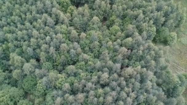 Drone prýty s výhledem na zelený Les. — Stock video