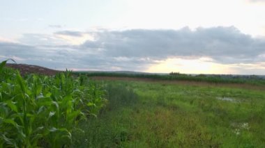 Mavi gökyüzü ve bulutlar ile gün batımında güzel yeşil mısır alanı.