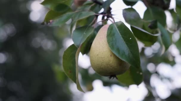 Person hand collecting ripe from Pear tree in garden. — Stock Video