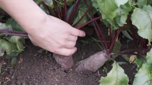 Hände ziehen die roten Rüben aus dem Beet. Außenbereich. — Stockvideo