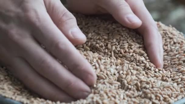 Фермер тримає зерно пшениці в руках. врожаю . — стокове відео