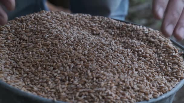 Un fermier tenant des grains de blé dans ses mains. Récolte . — Video