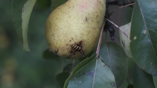 La avispa se está comiendo una pera en el árbol del jardín. De cerca. — Vídeo de stock