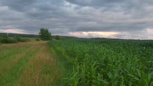 Прекрасне зелене кукурудзяне поле на заході сонця з блакитним небом і хмарами . — стокове відео