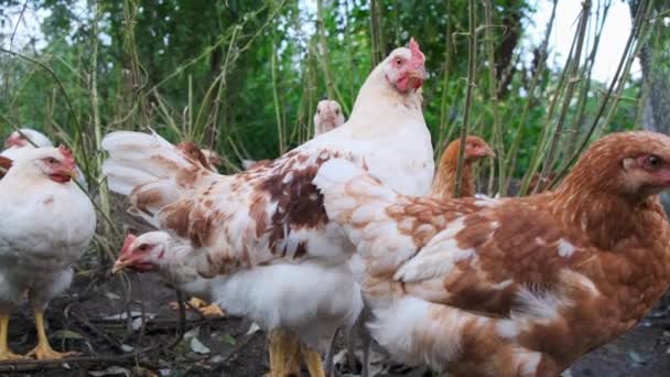 Hahn mit Huhn in Bauernhof auf natürlichem grünen Hintergrund. — Stockvideo