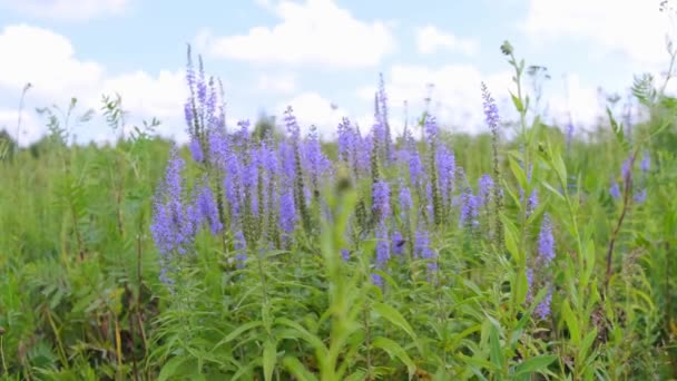 Belo campo com flores e céu ensolarado — Vídeo de Stock