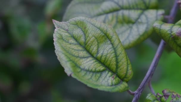 Close up grüne schöne Blätter. — Stockvideo