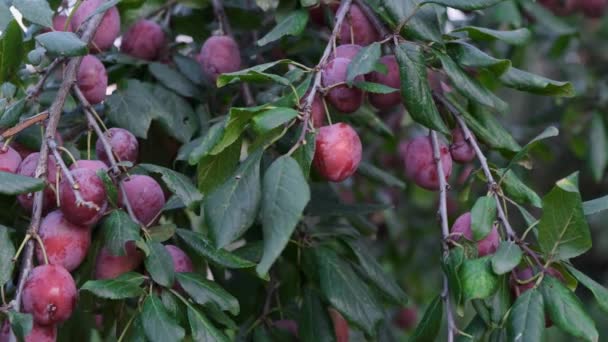 Mano para arrancar las ciruelas de la rama del árbol . — Vídeos de Stock