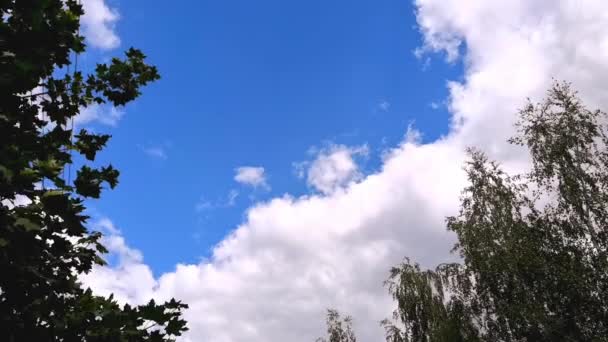 Árvores verdes e céu com nuvens . — Vídeo de Stock