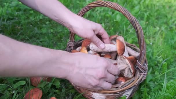 Basket with mushrooms standing near on the grass. — Stock Video