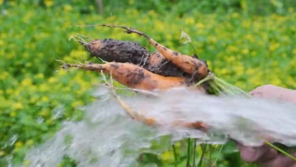新鮮な有機カラフルなニンジン野菜のハンドホールドと水の束を洗浄. — ストック動画