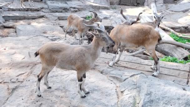 Rusia, Moscú - 2019 septiembre 7: Zoológico. Grupo Brown ovejas de montaña en la roca. Día soleado — Vídeo de stock