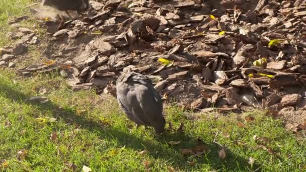 Rusia, Moskwa - 2019 7 September: Kebun Binatang. Partridge duduk. Musim panas. Outdoor . — Stok Video