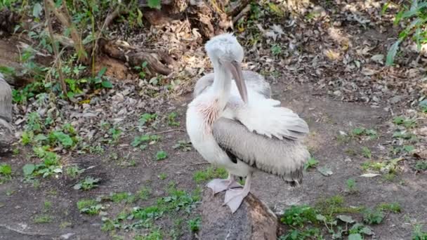 Rusland, Moskou-2019 september 7: dierentuin. Witte pelikaan. — Stockvideo