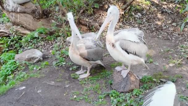 Ryssland, Moskva-2019 september 7: Zoo. Vit Pelican. — Stockvideo