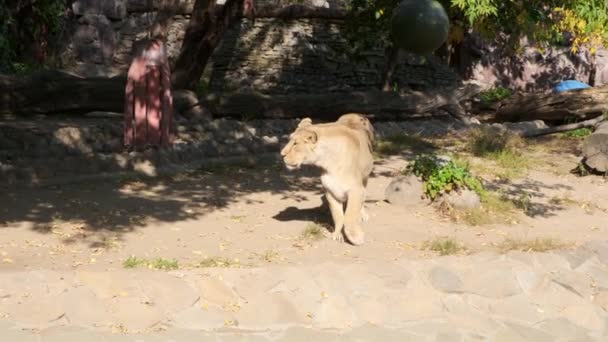 Rusia, Moscú - 2019 septiembre 7: Zoológico. Leona en el zoológico. Verano . — Vídeos de Stock