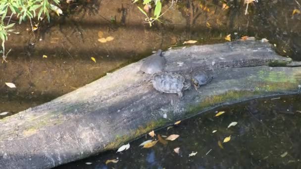Russland, Moskau - 2019 September 7: Zoo. Schildkrötenfamilie Schwimmen, Baumstamm, Wasser. — Stockvideo