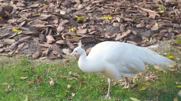 Rusia, Moscú - 2019 septiembre 7: Zoológico. Pavo real blanco, hierba verde, campo . — Vídeos de Stock