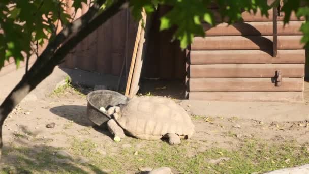 Rusia, Moscú - 2019 septiembre 7: Zoológico. Tortuga en el campo, hierba verde fresca — Vídeos de Stock