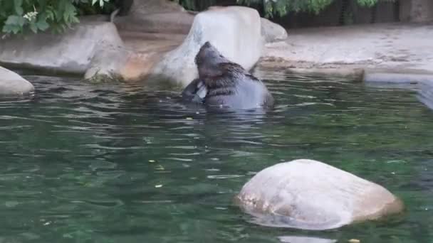 Ρωσία, Μόσχα-2019 Σεπτέμβριος 7: Ζωολογικός Κήπος. Το θαλάσσιο λιοντάρι επιπλέει στο νερό. — Αρχείο Βίντεο