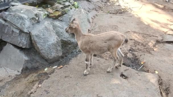 Russland, Moskau - 2019 September 7: Zoo. Gruppe brauner Bergschafe auf dem Felsen. sonniger Tag — Stockvideo