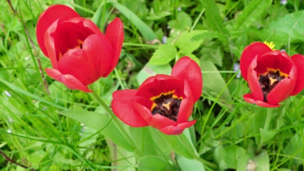 Tulipán rojo se balancea del viento en el jardín — Vídeo de stock