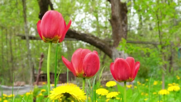 Tulipán rojo se balancea del viento en el jardín — Vídeo de stock