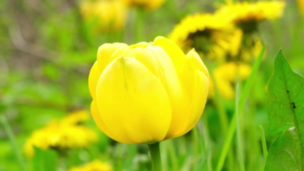 Los tulipanes amarillos se balancean del viento en el jardín. De cerca. — Vídeo de stock