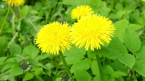 Een veld van gele paardebloemen die zwaaien in de wind. Sluiten. — Stockfoto