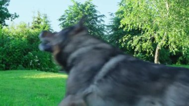 Alman çoban köpeği yeşil parkta yüzükle oynuyor.