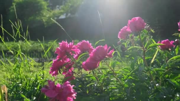 I raggi del sole sono visibili attraverso i petali del fiore di peonia — Video Stock