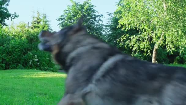Γερμανικό τσοπανόσκυλο παίζει με το δαχτυλίδι στο πράσινο πάρκο — Αρχείο Βίντεο