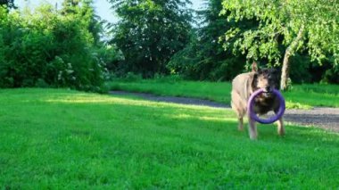 Alman çoban köpeği yeşil parkta yüzükle oynuyor.