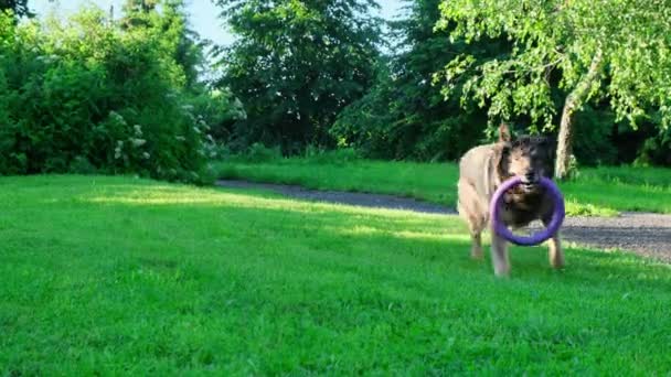 Perro pastor alemán jugando con el anillo en el parque verde — Vídeo de stock