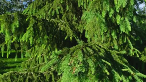 Gros plan du tronc de sapin coupé avec une tronçonneuse - Récolte du sapin de Noël — Video