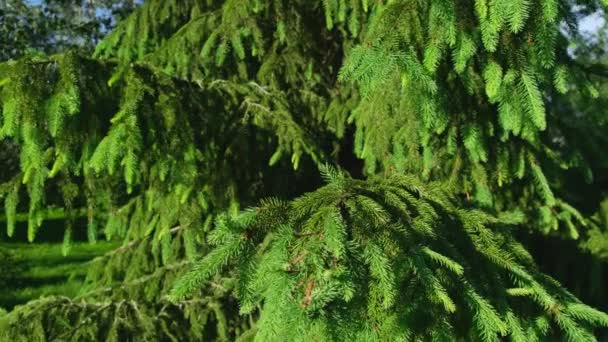 Gros plan du tronc de sapin coupé avec une tronçonneuse - Récolte du sapin de Noël